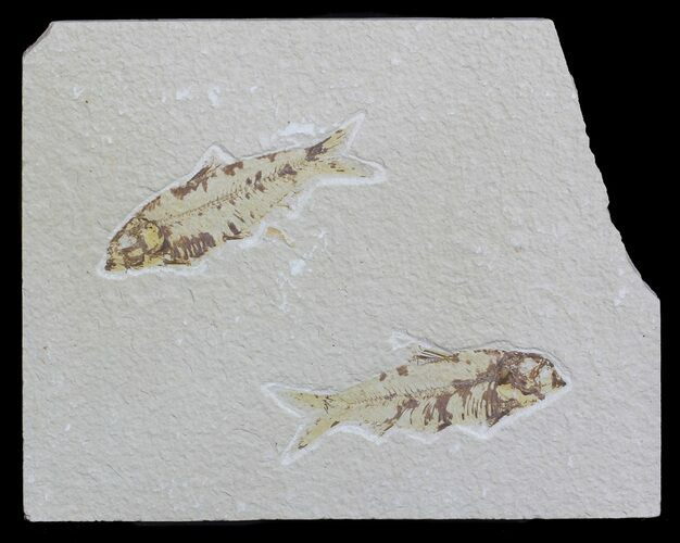 Two Fossil Fish (Knightia) - Wyoming #59813